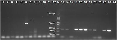 Epidemiological Surveillance of Parvoviruses in Commercial Chicken and Turkey Farms in Guangxi, Southern China, During 2014–2019